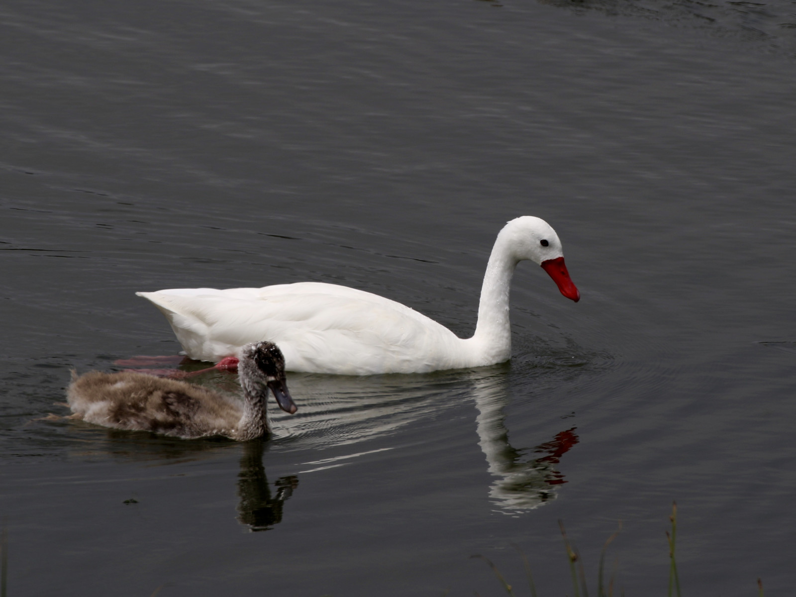 image Coscoroba Swan